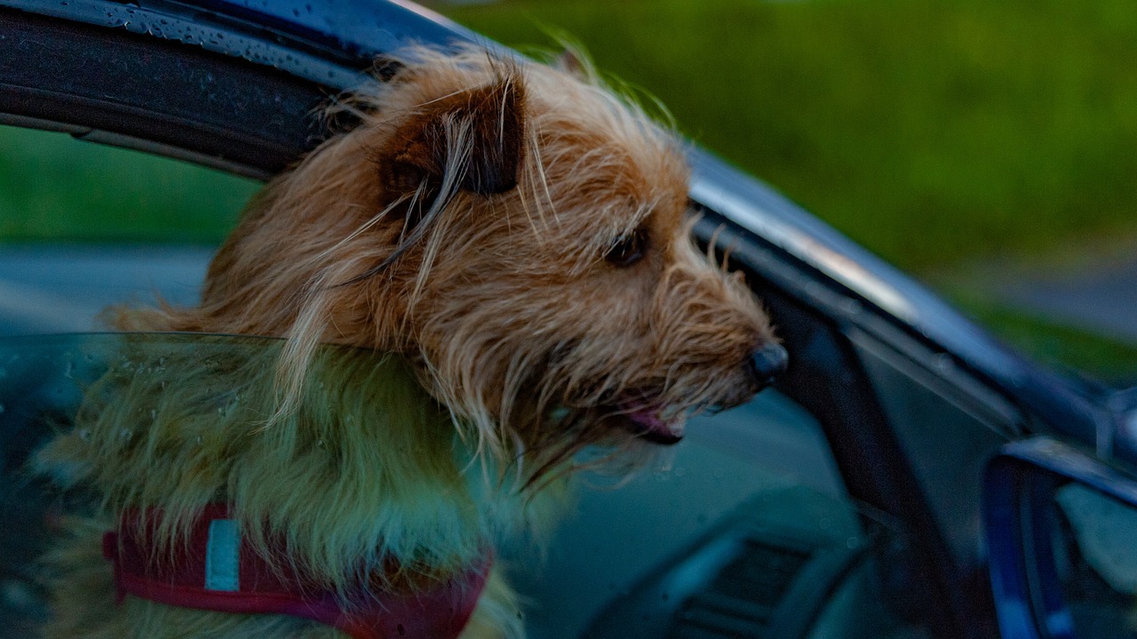 cane con il muso fuori dal finestrino