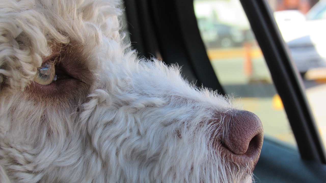 cane in auto con i finestrini chiusi