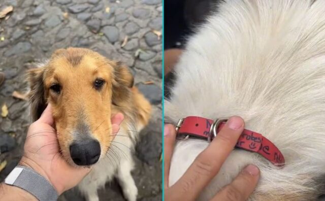 Un uomo trova un cane in mezzo alla strada e si stupisce quando legge il messaggio scritto sul suo collare (VIDEO)