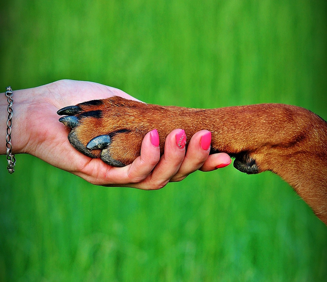 zampa del cane e mano femminile