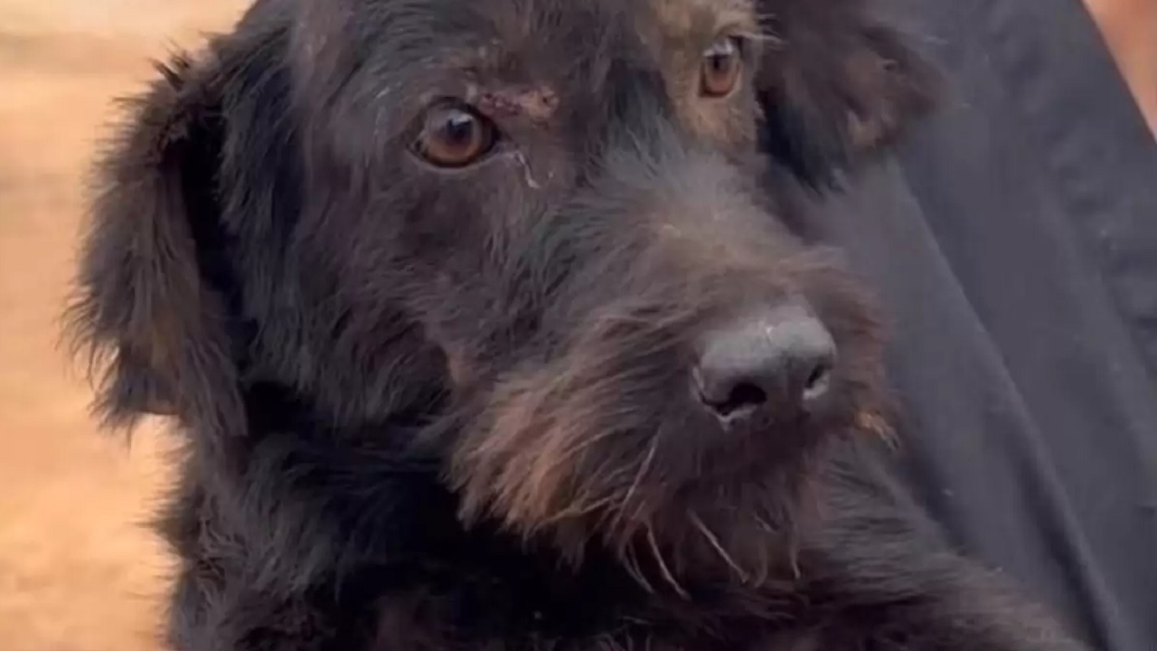 cane randagio con faccia triste