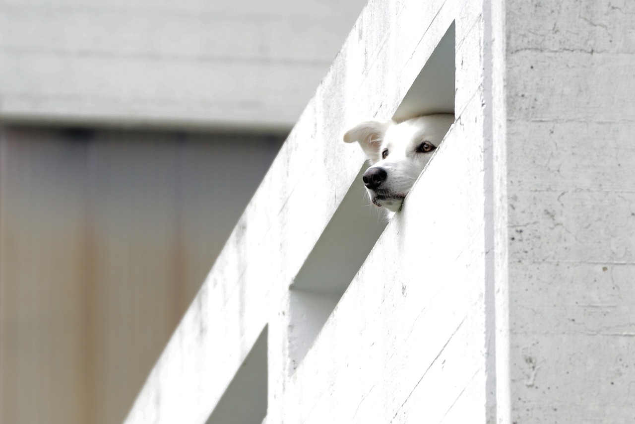 Vietato lasciare i cani sul balcone