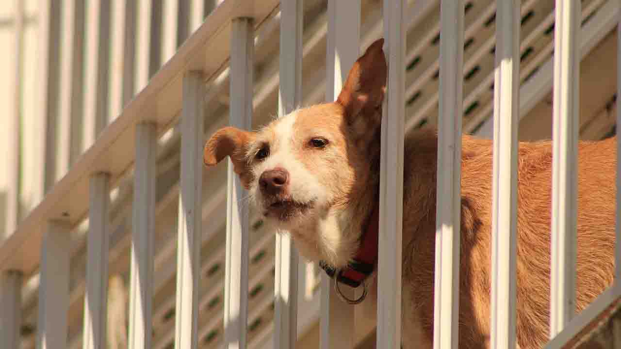 Cucciolo lasciato fuori