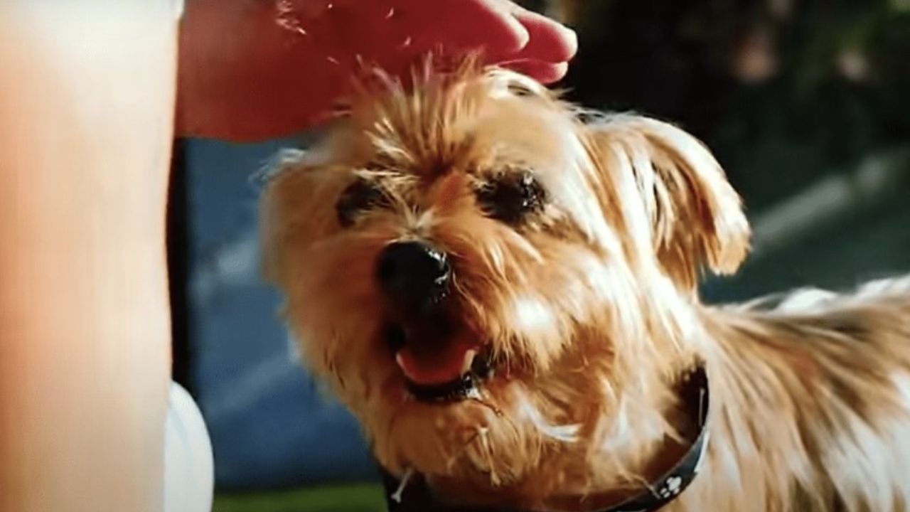 cane con un nuovo mantello