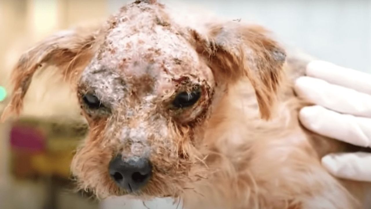 cucciolo in pessime condizioni