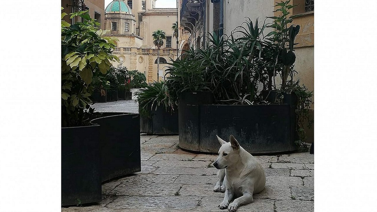 Cane bianco sdraiato nel centro storico