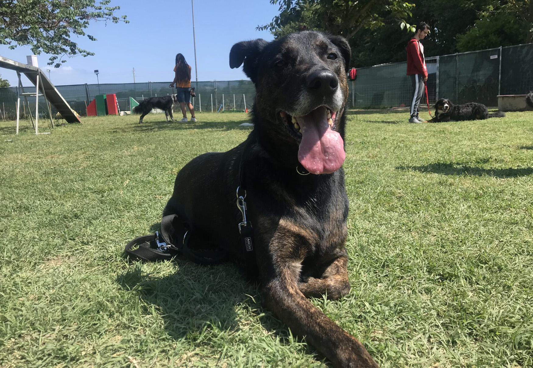 cane al parco