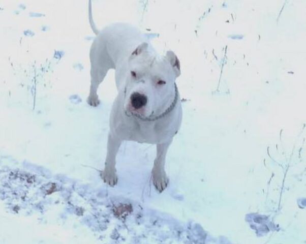 Cane bianco in mezzo alla neve