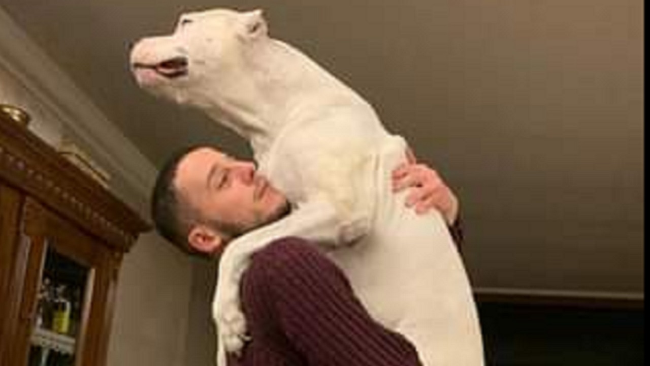 Cane bianco in braccio al suo proprietario