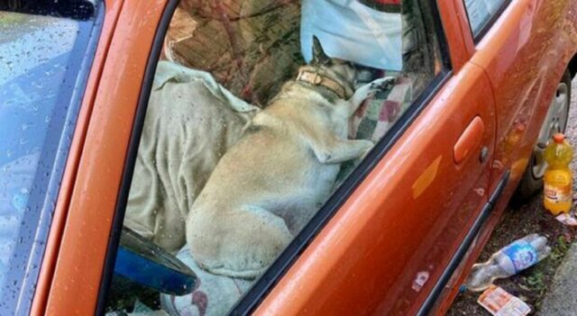 Cane nell’auto a Treviso: la sua storia ha commosso tutti