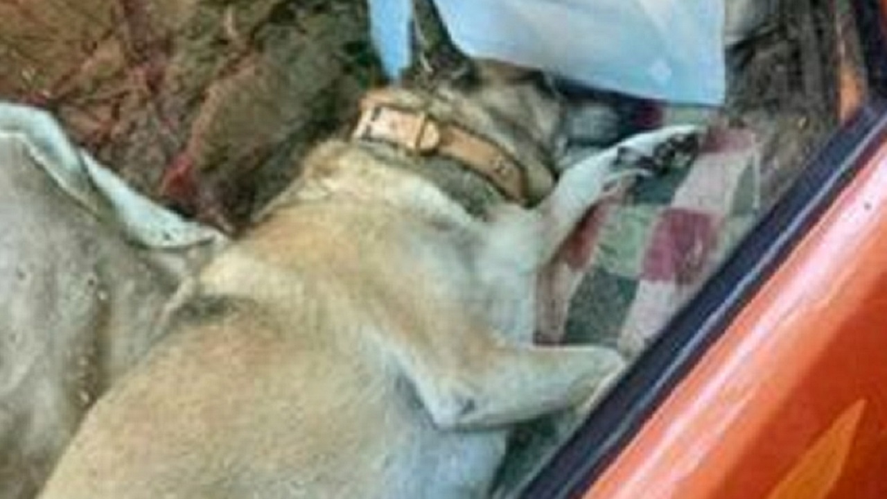 Cucciolo lasciato in auto a dormire