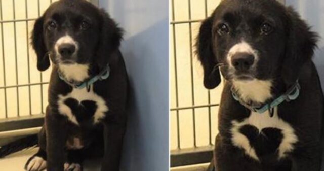 Una famiglia si accampa fuori dal rifugio per ben 27 ore pur di adottare la cagnolina dal “cuore nero”