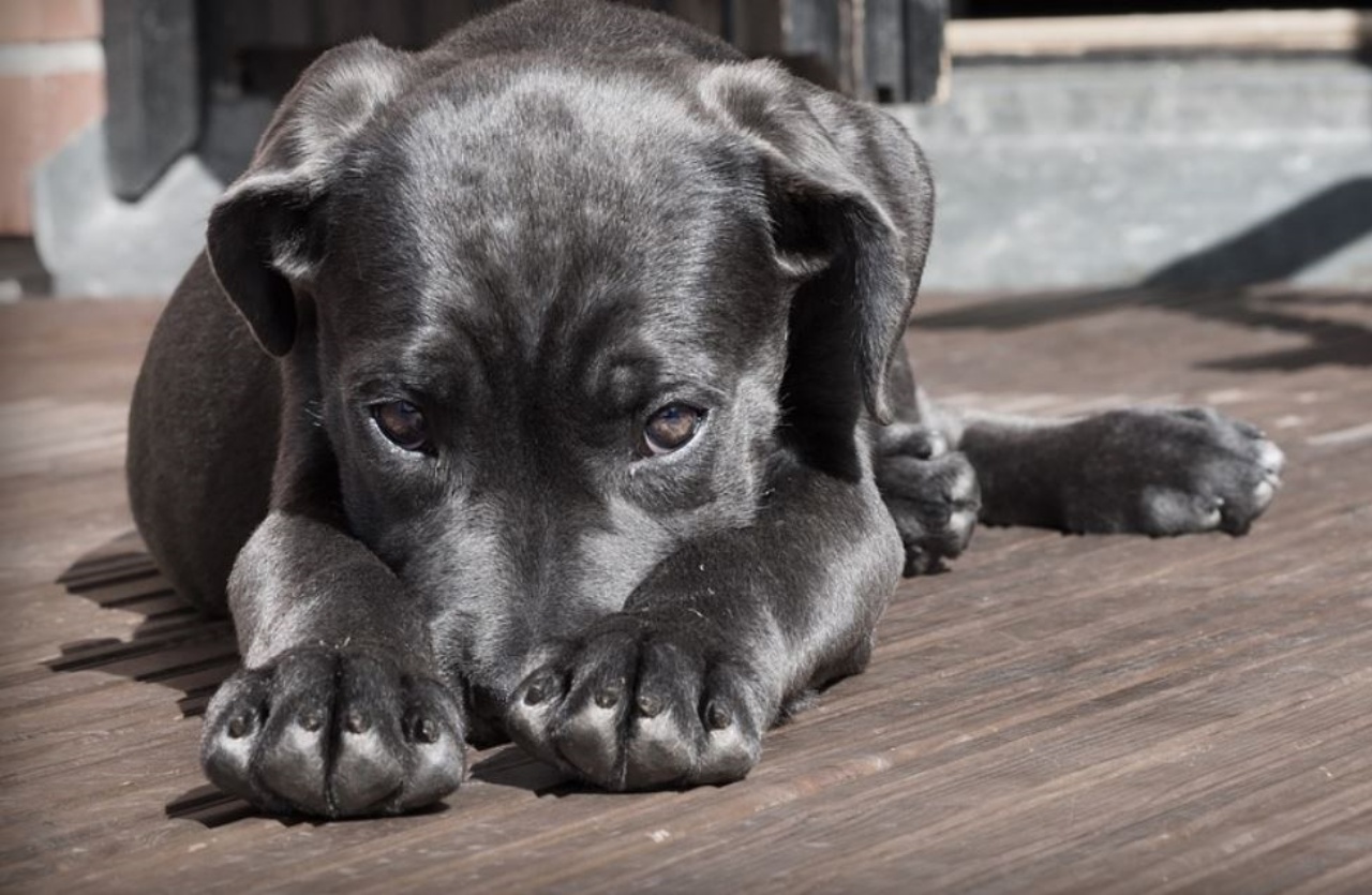 un cucciolo di cane di Labrador