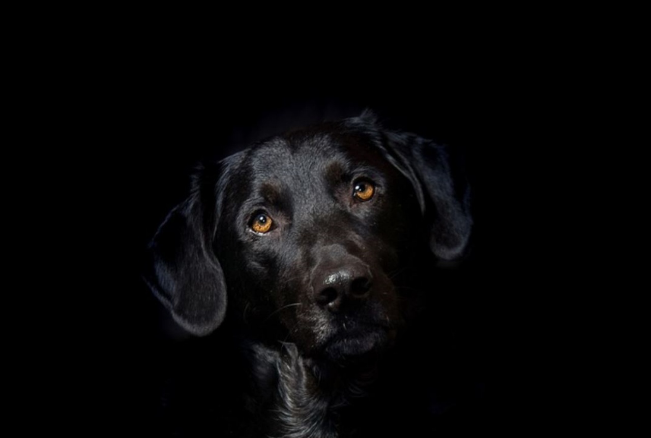 un cane di razza Labrador su sfondo nero