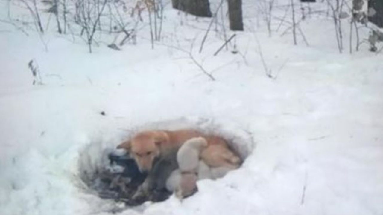 una cagnolina insieme ai suoi cuccioli