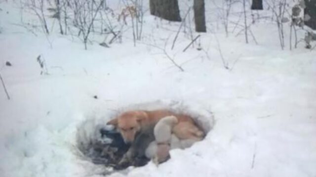 La cagnolina abbandonata e sola ha partorito sei cuccioli nella neve cercando di scaldarli con il suo corpo