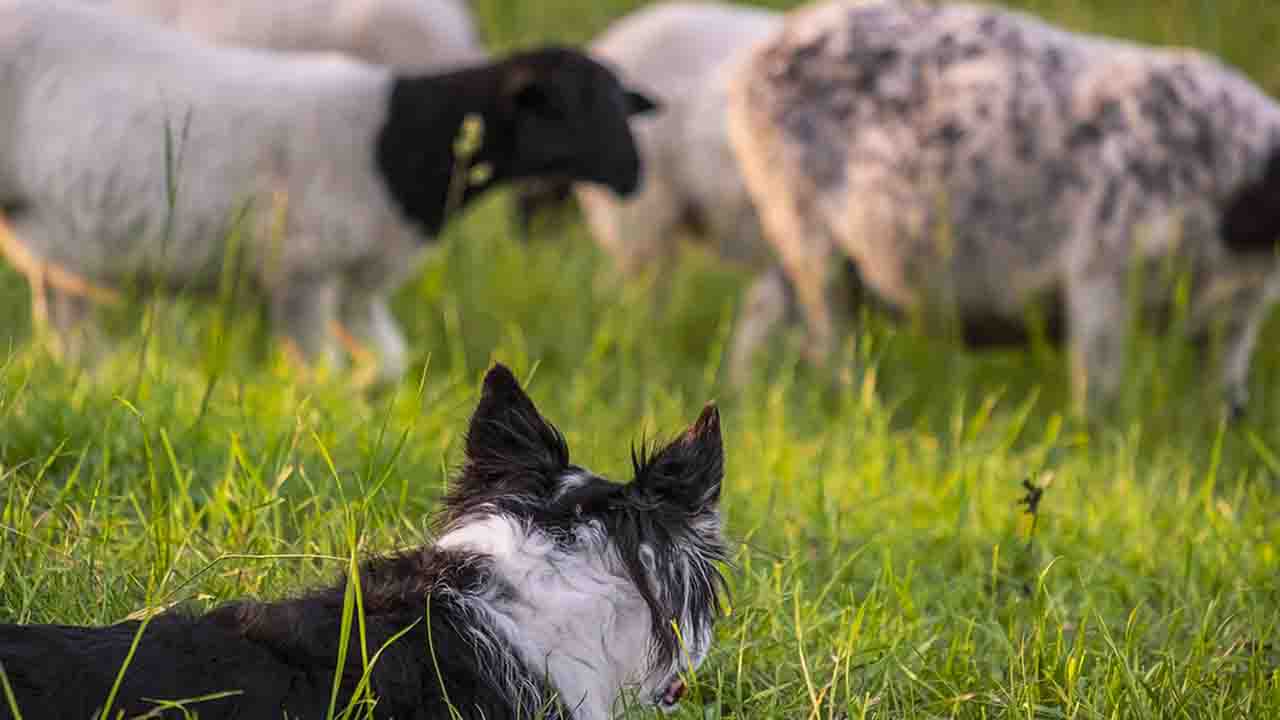 cane di guardia al gregge