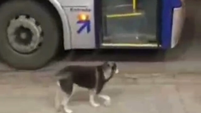 L’autista del pullman rimane stupefatto vedendo il cane che ogni giorno aspetta pazientemente