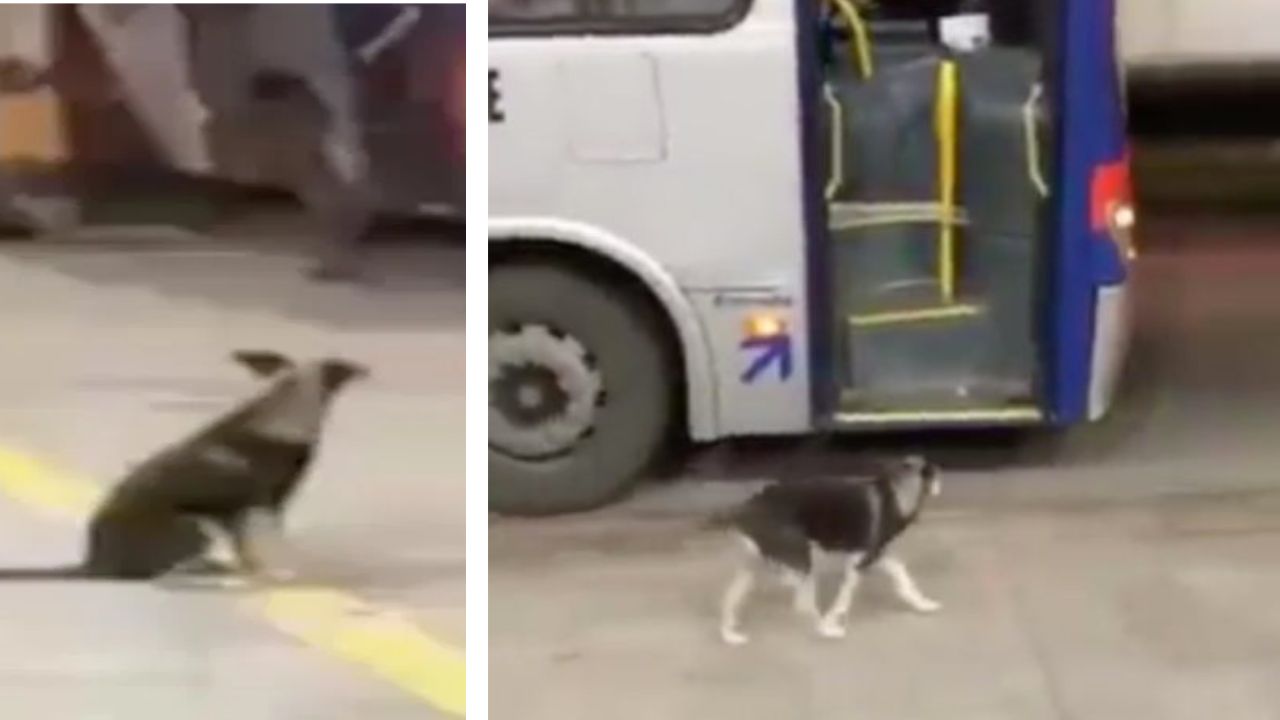 cane aspetta paziente il pullman