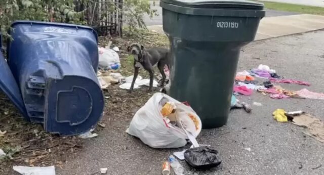 Cane nero in mezzo ai rifiuti