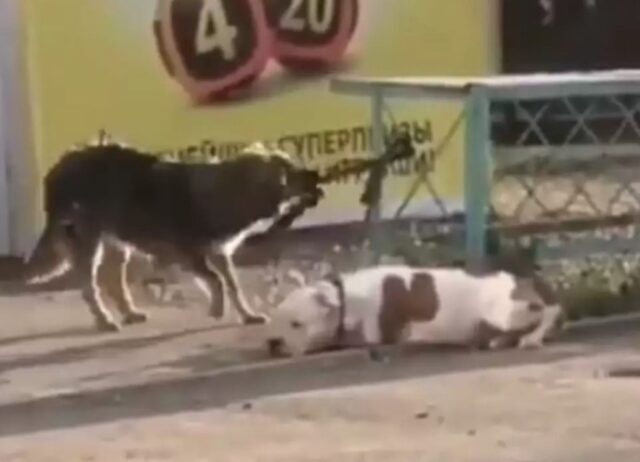 Il cane randagio libera il Pit Bull attaccato alla catena e insieme fuggono verso la libertà (VIDEO)