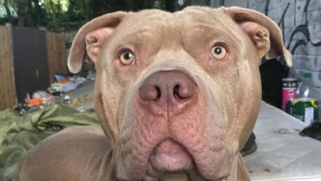 Cane rapito mentre il proprietario veniva soccorso per un malore: dov’è finito Ghost?