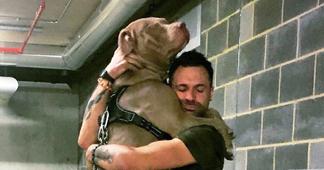 Cane in braccio a un uomo