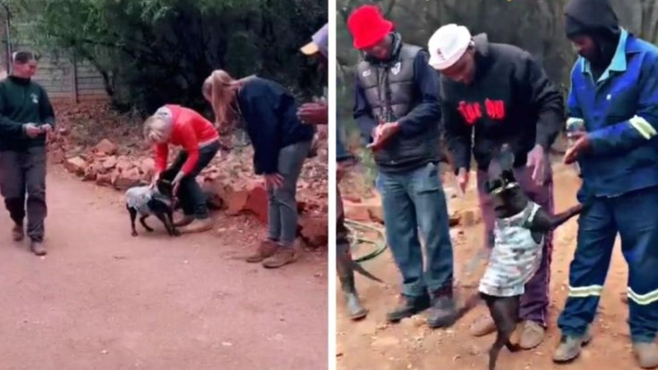 cane nel rifugio adottato