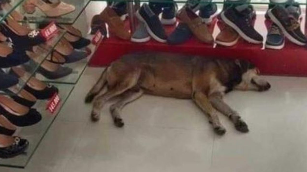 un cane sdraiato in un negozio