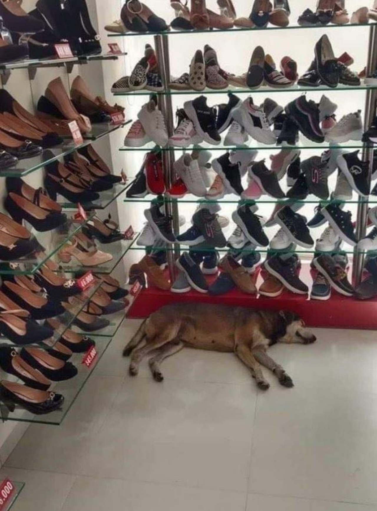 un cane sdraiato a terra in un negozio