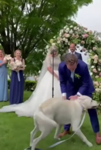 L’ospite più felice ed entusiasta di questo matrimonio? Non ci sono dubbi: era il cane!