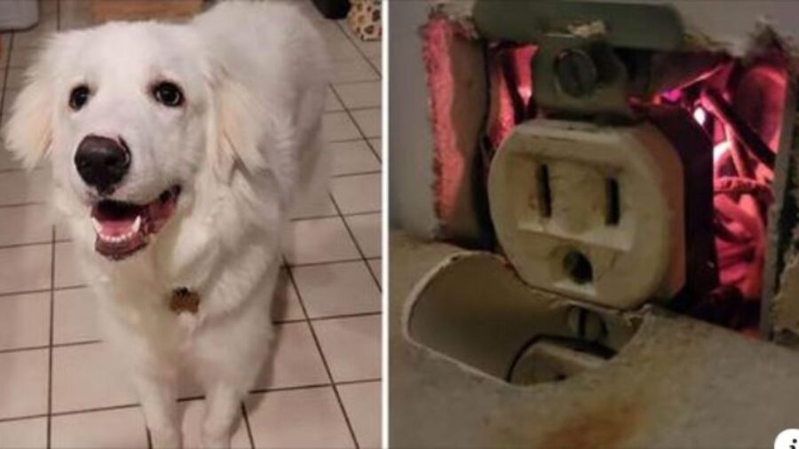 cane salva famiglia da incendio