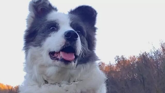 Cane salvato con i suoi compagni rimane l’unico da adottare: Baldo cerca una casa