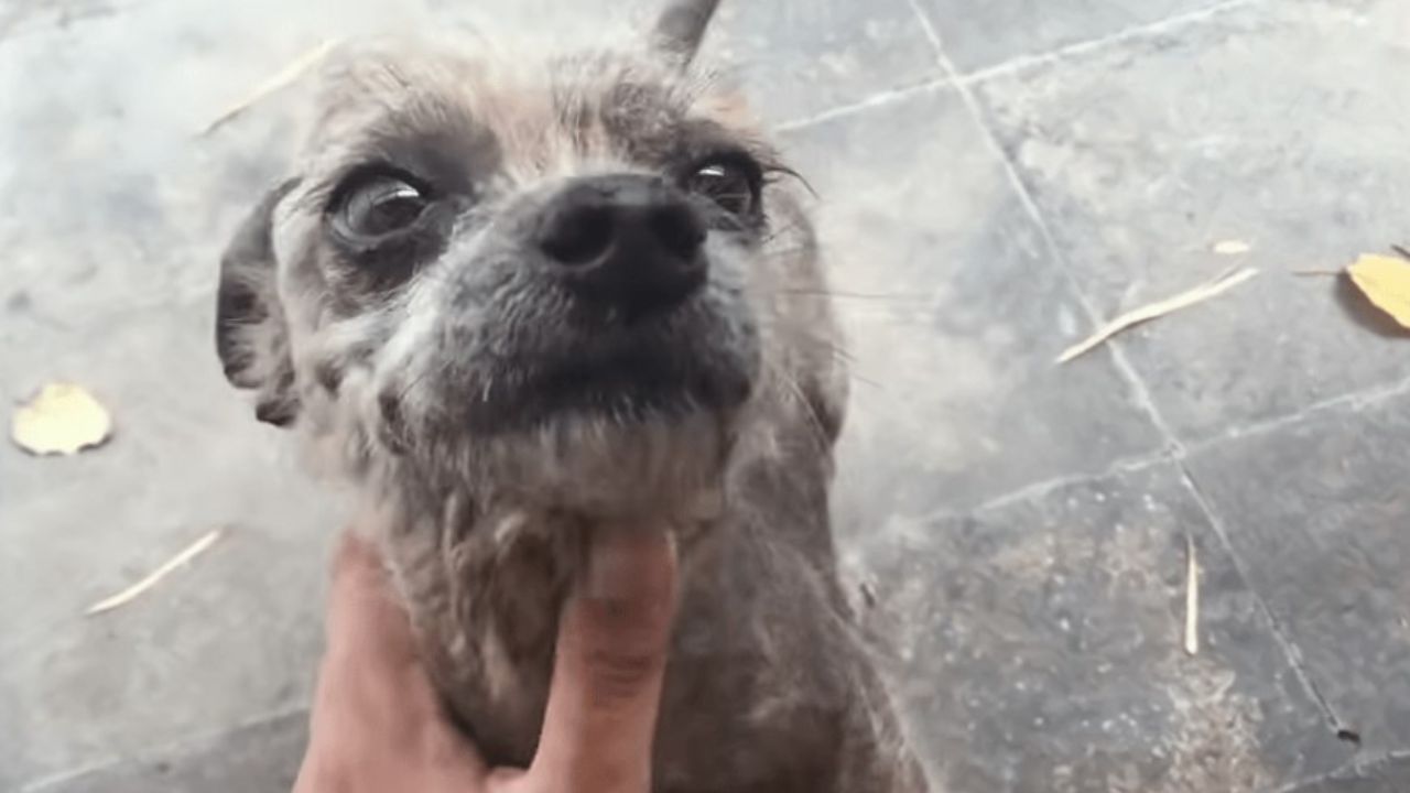 cagnolino felice