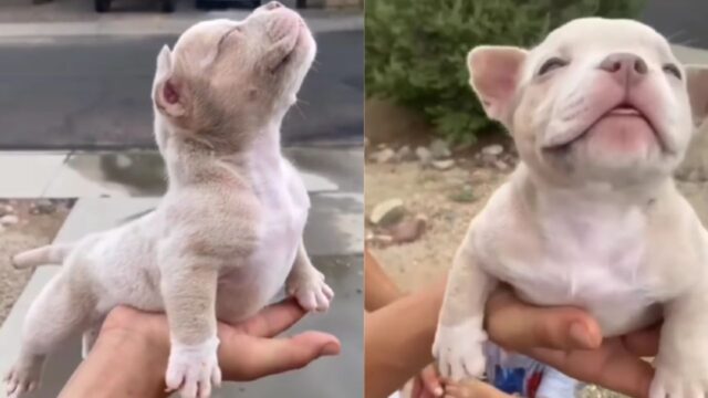 Il cucciolo di cane che assume la posa da Superman tutte le volte che lo prendono in braccio è la cosa più tenera che vedrete oggi (VIDEO)