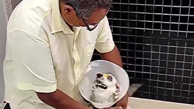 Cane torna a vedere dopo un intervento: ecco la reazione di Bob quando rivede il proprietario