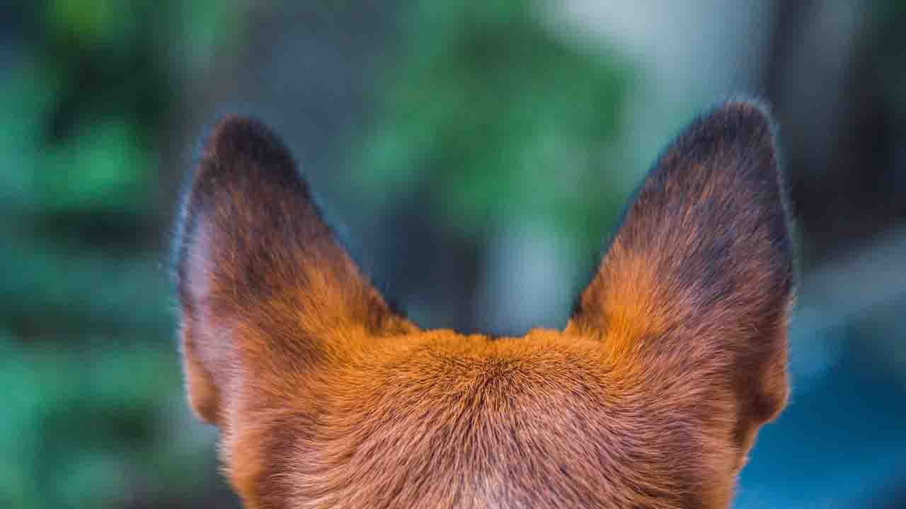 Orecchie del cane in ascolto