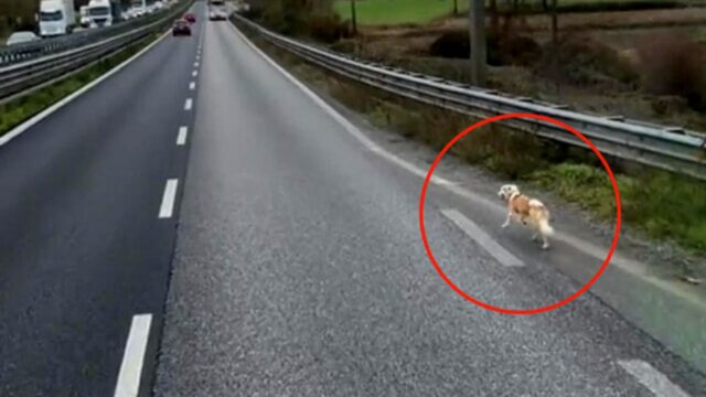 Cane vagante sulla Statale 36: un camionista lo ha salvato