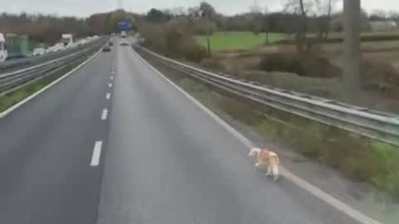 Cane abbandonato su una Statale