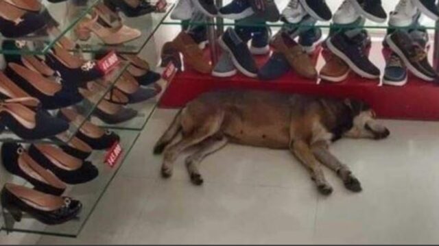 un cane in un negozio di scarpe
