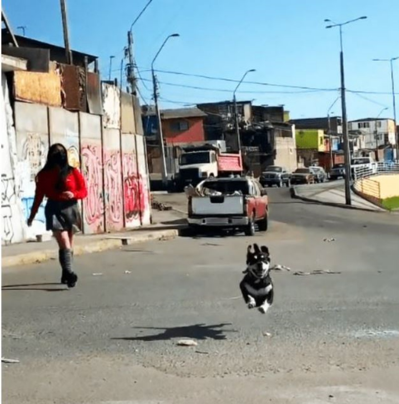 un cane che corre felice con una bambina