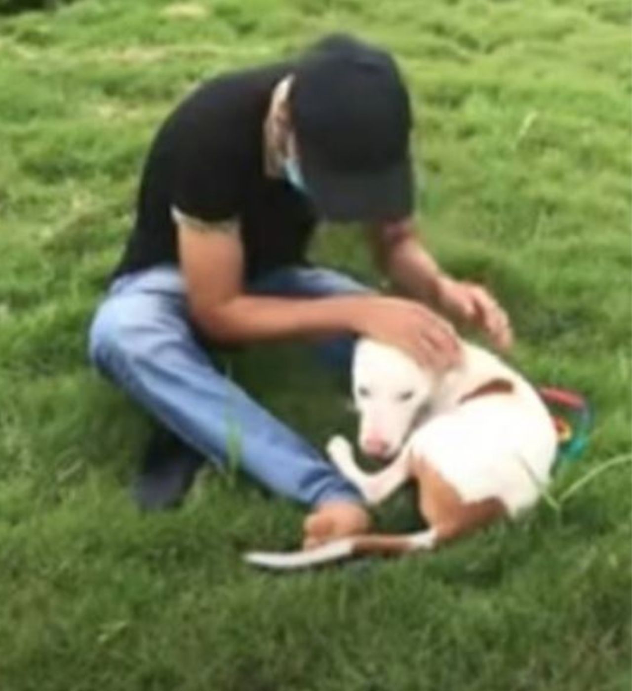 un cane con un ragazzo in un parco