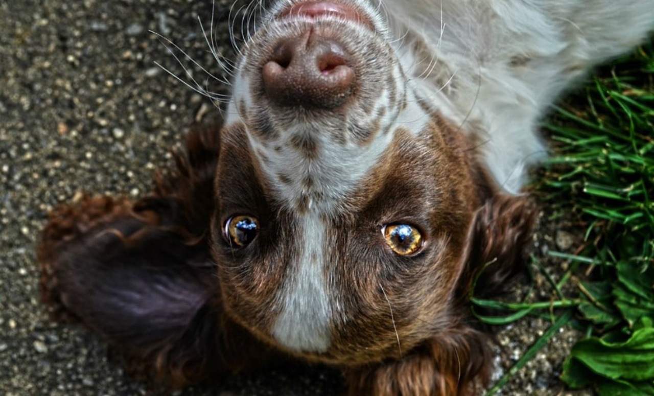 un cane sdraiato a terra