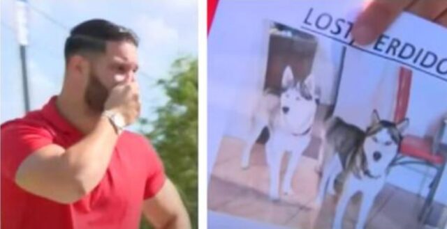 L’uomo interrompe una sessione di fotografie ai cani del canile e urla: “Sono loro, sono i miei cani!”