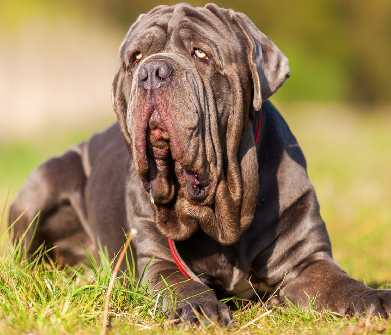 mastino napoletano all'aperto