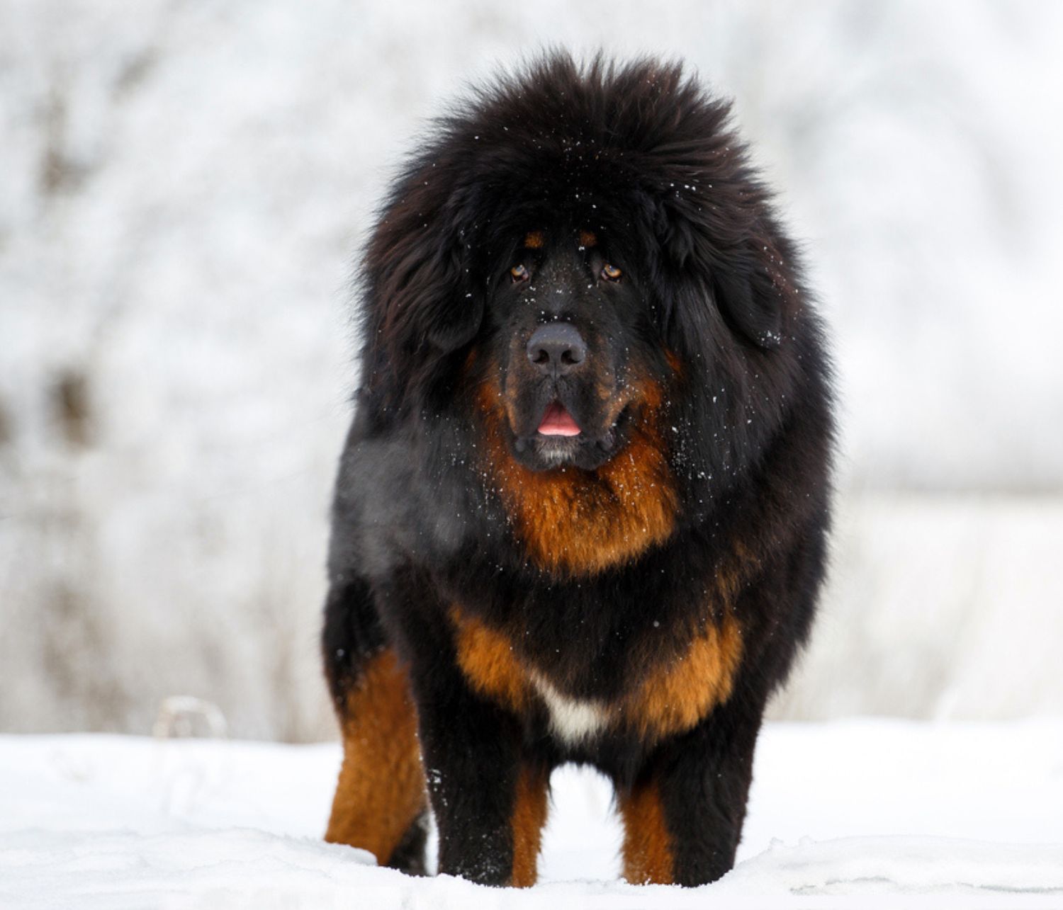 Mastino tibetano nella neve