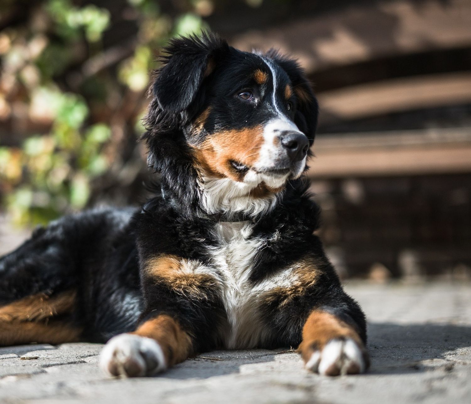 Bovaro del Bernese all'aperto