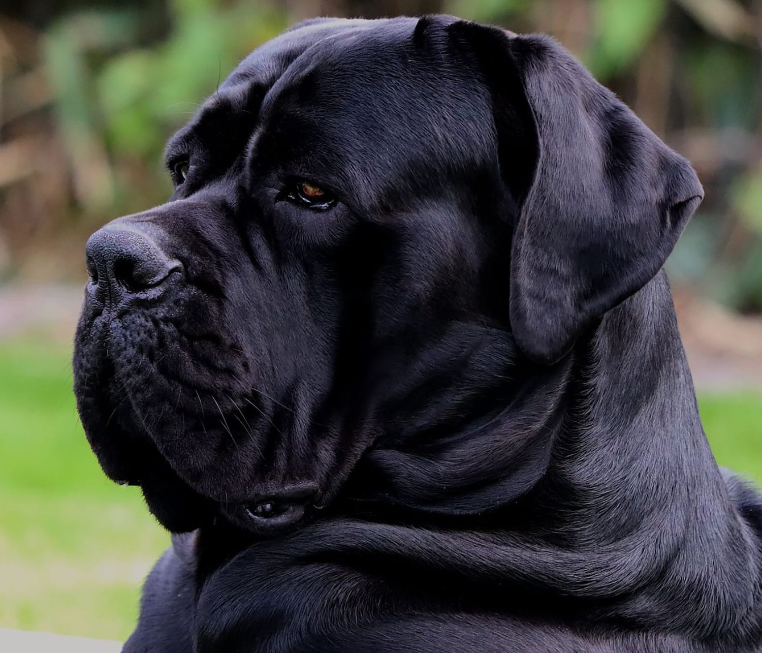 cane corso di profilo