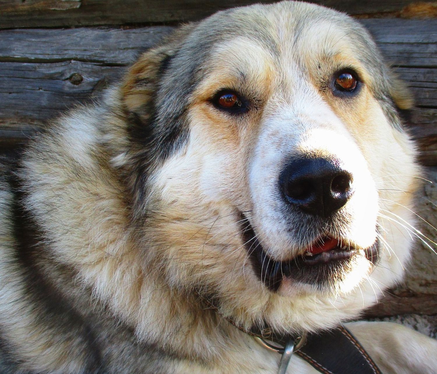 muso del cane da pastore del caucaso