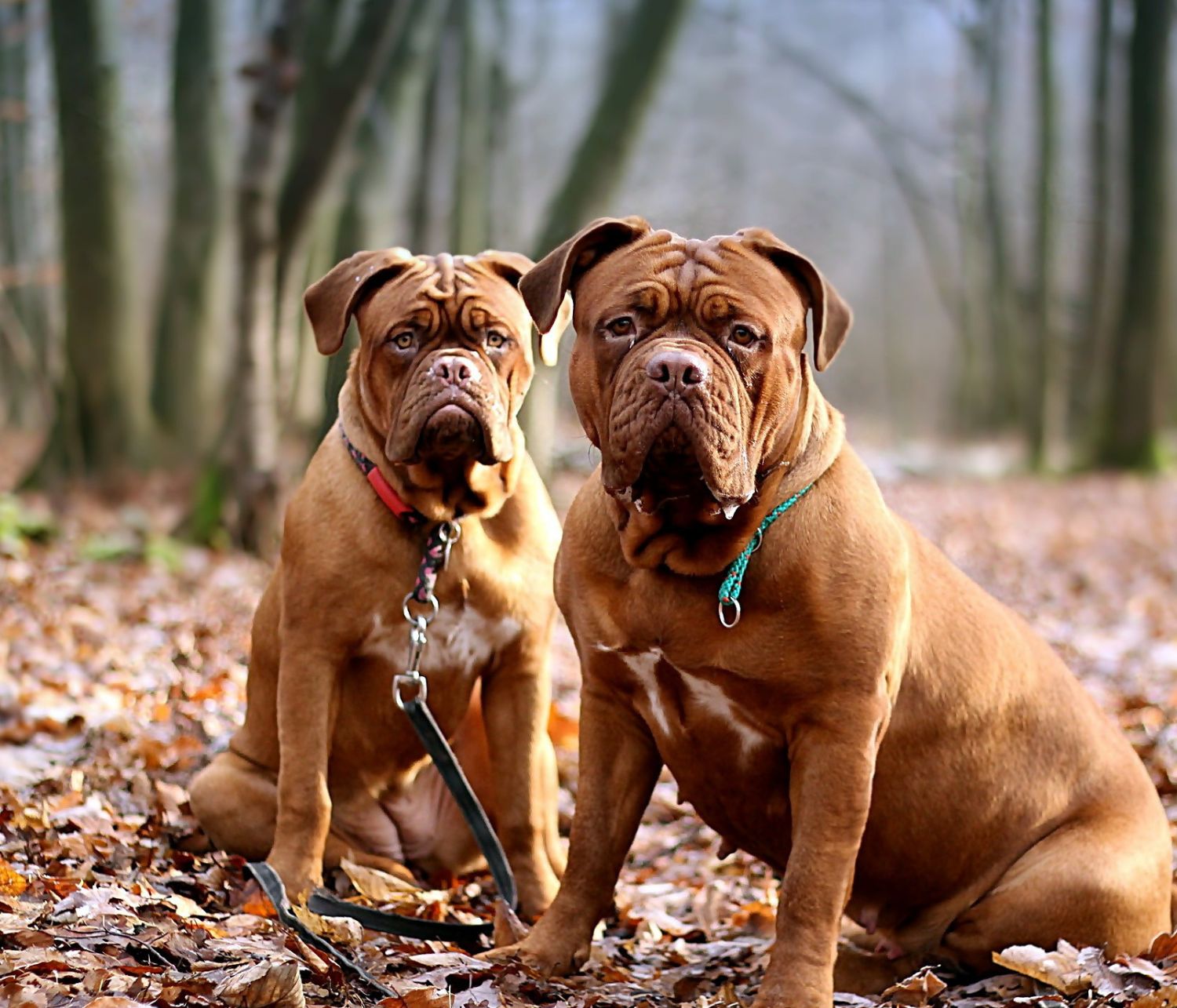 Due dogue de bordeaux